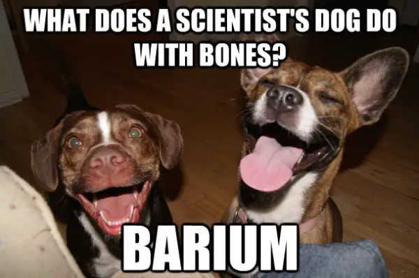 What does a Scientist's Dogs Do wiht Bones?
